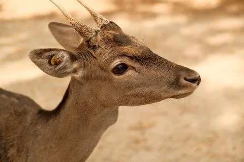 Close up of a red deer Фото
