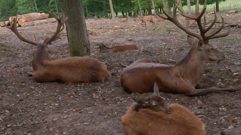 Close up of a red deer resting in the woods Stock Footage 344377255