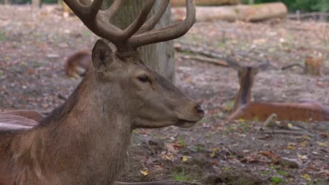 Close up of a red deer resting in the woods 動画素材 344382135
