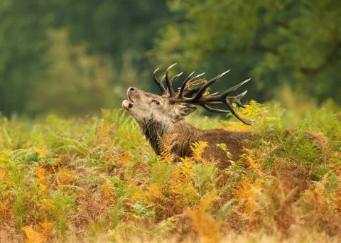 Close up of a Red deer roaring during rut Stock Photos