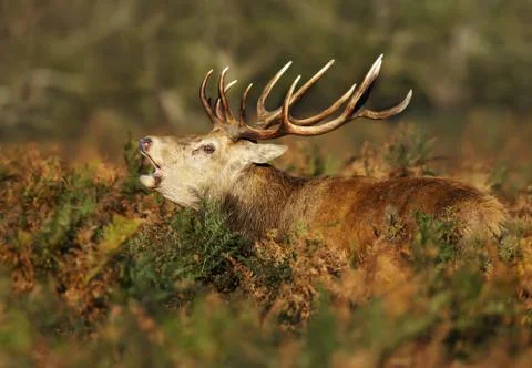 Close up of a Red deer roaring during rut Stock Photos