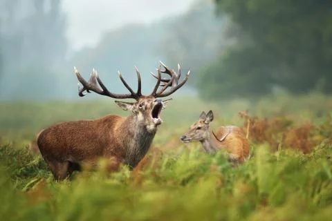 Close-up of a Red deer roaring next to a hind Stock Photos