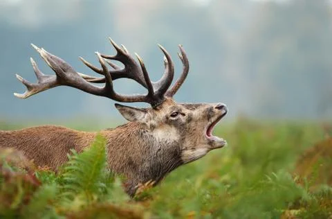 Close-up of a Red deer roaring Stock Photos