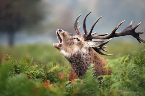 Close-up of a Red deer roaring Stock Photos