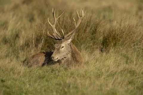 Close up of a red deer stag Cervus elaphus in autumn, UK. Stock Photos