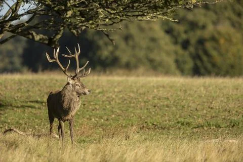 Close up of a red deer stag Cervus elaphus in autumn, UK. Stock Photos