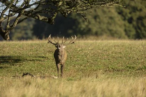 Close up of a red deer stag Cervus elaphus calling during rutting season in a Stock Photos
