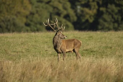 Close up of a red deer stag Cervus elaphus in autumn, UK. Stock Photos