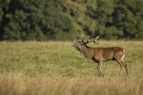 Close up of a red deer stag Cervus elaphus calling during rutting season in a Foto stock