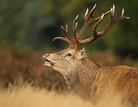 Close up of red deer stag during the rut, England. Stock Photos