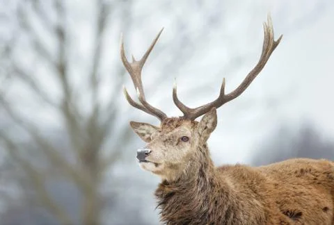 Close-up of a red deer stag in the falling snow Stock Photos