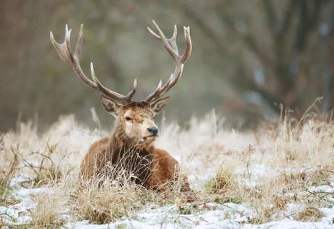 Close up of a Red deer stag lying on a snow Stock Photos