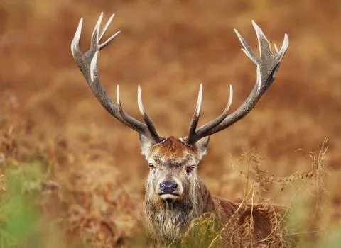 Close up of a red deer stag Stock Photos