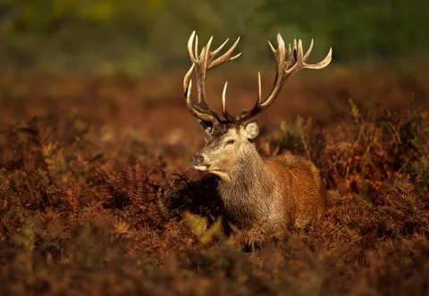 Close up of a Red deer stag Stock Photos