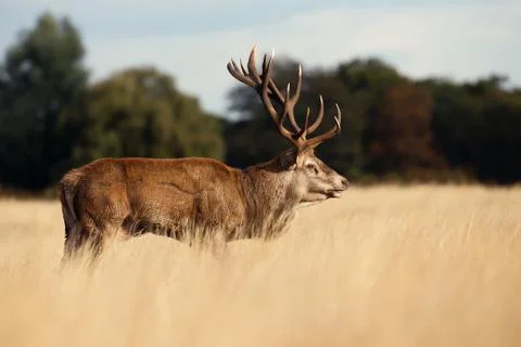 Close up of a red deer stag Stock Photos