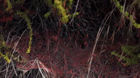 Close up of red dodder vines in dry brush Video stock 347257240