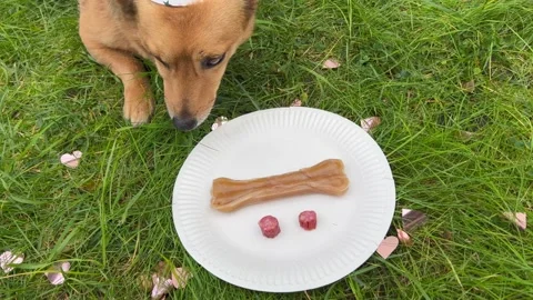 Close up of red dog with festive hat eating birthday dish. Stock Footage 219573430