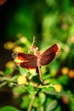 Close up red dragonfly on the brach of tree Stock Photos