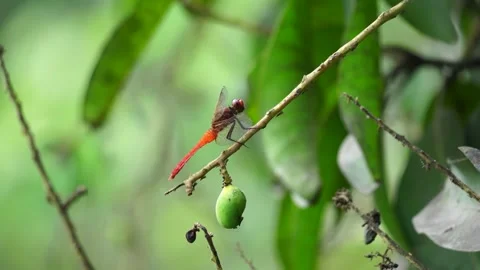 A close-up of a red dragonfly Stock Footage 304564851