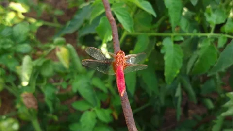 Close-up of a red dragonfly perched on a branch amidst lush green foliage Stock Footage 341936957