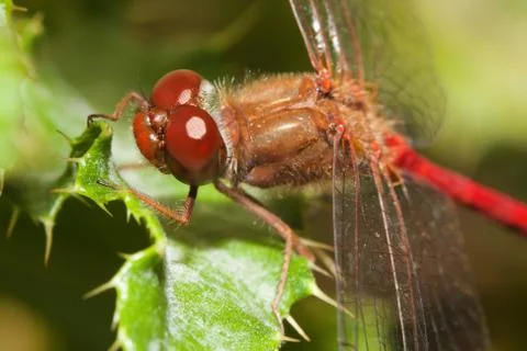 Close-up of a red dragonfly Stock Photos