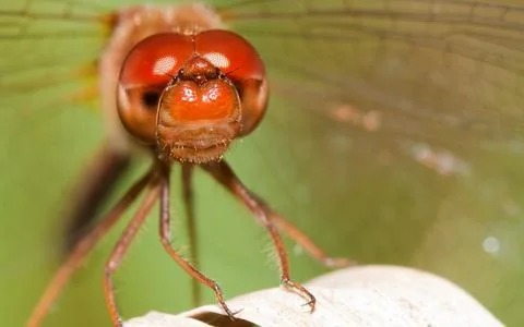 Close-up of a red dragonfly Stock Photos