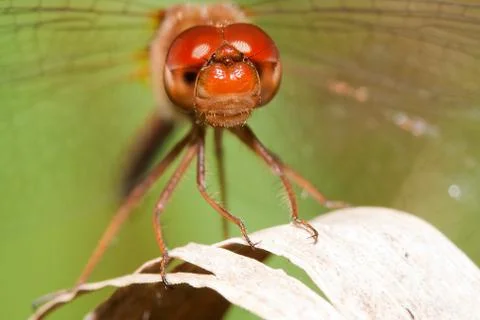 Close-up of a red dragonfly Stock Photos