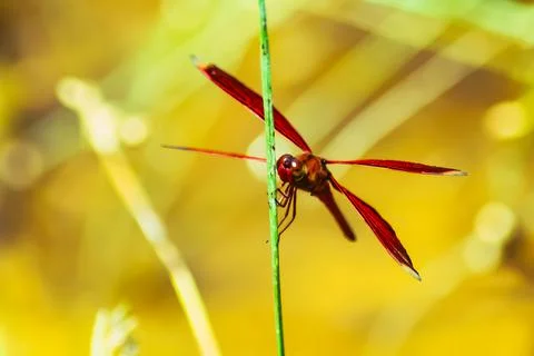 Close-up of red dragonfly Stock Photos