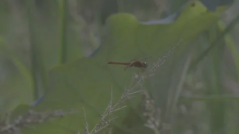 Close-Up Red Dragonfly Resting on Grass Stem Vídeos de archivo 343662074