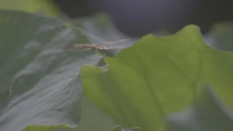 Close-Up Red Dragonfly Resting on Large Lotus Leaf Stock-Footage 343661787