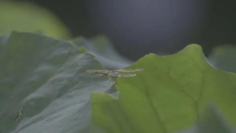 Close-Up Red Dragonfly Resting on Lotus Leaf Edge Stock-Footage 343661790