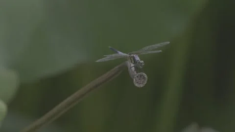 Close-Up Red Dragonfly Resting on Lotus Stem Vídeos de archivo 343691088