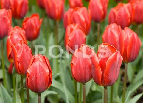 Close-up of red dutch tulips flowerbed Stock Illustration