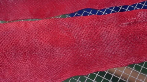Close up of red dyed fish skin showing natural scale pattern texture Stock Footage 339245388