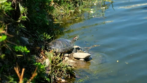 Close-up red - eared big turtle basking at sun on stones near pond in park. Stock Footage 247249653