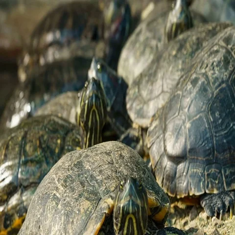 Close up of red eared slider turtle, Time lapse Stock Footage 69729841