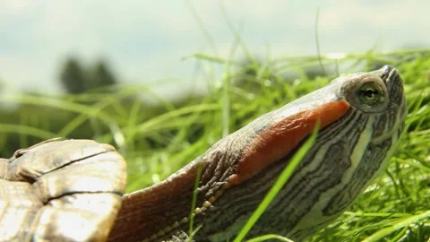 Close-up of red-eared slider turtle with distinctive markings in green grass Video stock 311012251
