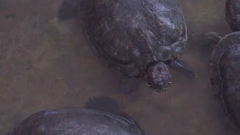 Close-Up of Red-Eared Slider Turtle Swimming in Water 4K Video stock 335586360