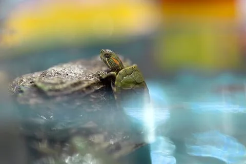 Close-up of a Red-eared slider turtle clinging to a rock. Photos