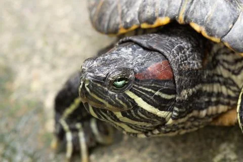A close up of a red-eared slider turtle Stock Photos
