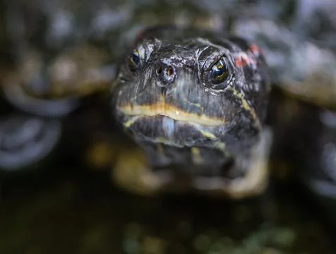 Close-up of red-eared slider turtle face with wet shell and detailed eyes Stock Photos