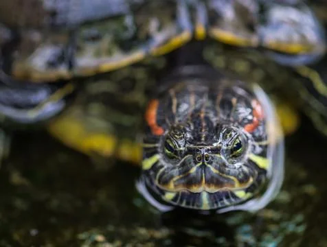 Close-up of red-eared slider turtle face with wet shell and detailed eyes Stock Photos