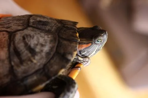 Close-up of a red-eared slider turtle in human hands, shell and head details  Stock Photos