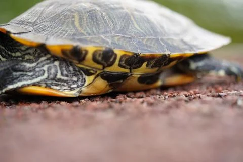 Close up of a Red Eared Slider Turtle Shell Stock Photos