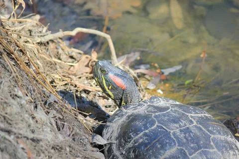 Close up of a red-eared slider turtle basking by the water edge on a sunny .. Foto stock