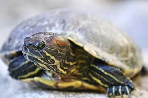Close up of red eared slider turtle sitting on rock Stock Photos