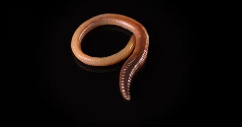 Close up of red earthworm on a black background. Night crawler creeping in slow Stock Footage 128845830