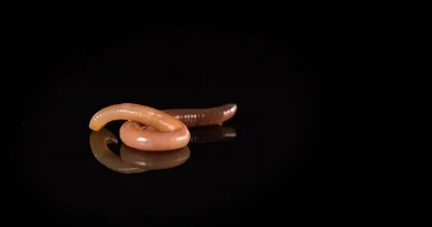 Close up of red earthworm on a black background. Night crawler creeping in slow Stock Footage 128845931