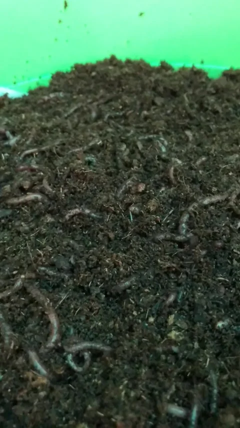 Close-up of red earthworms actively working in home compost Stock-Footage 280480330