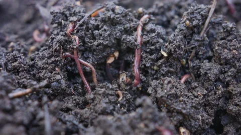Close up of red earthworms inside fertile organic garden soil Stock Footage 196566337
